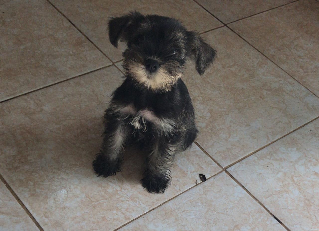 animales y mascotas - Schnauzer mini hembra sal y pimienta 2