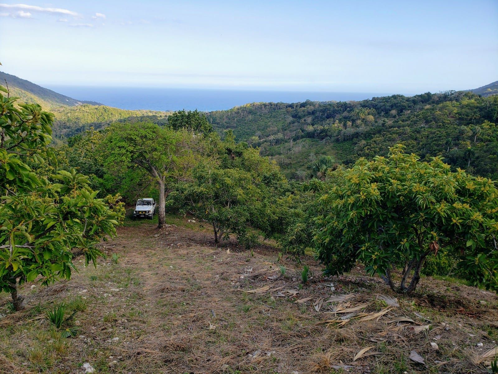 solares y terrenos - Finca aguacatera en Paraíso, Barahona 2