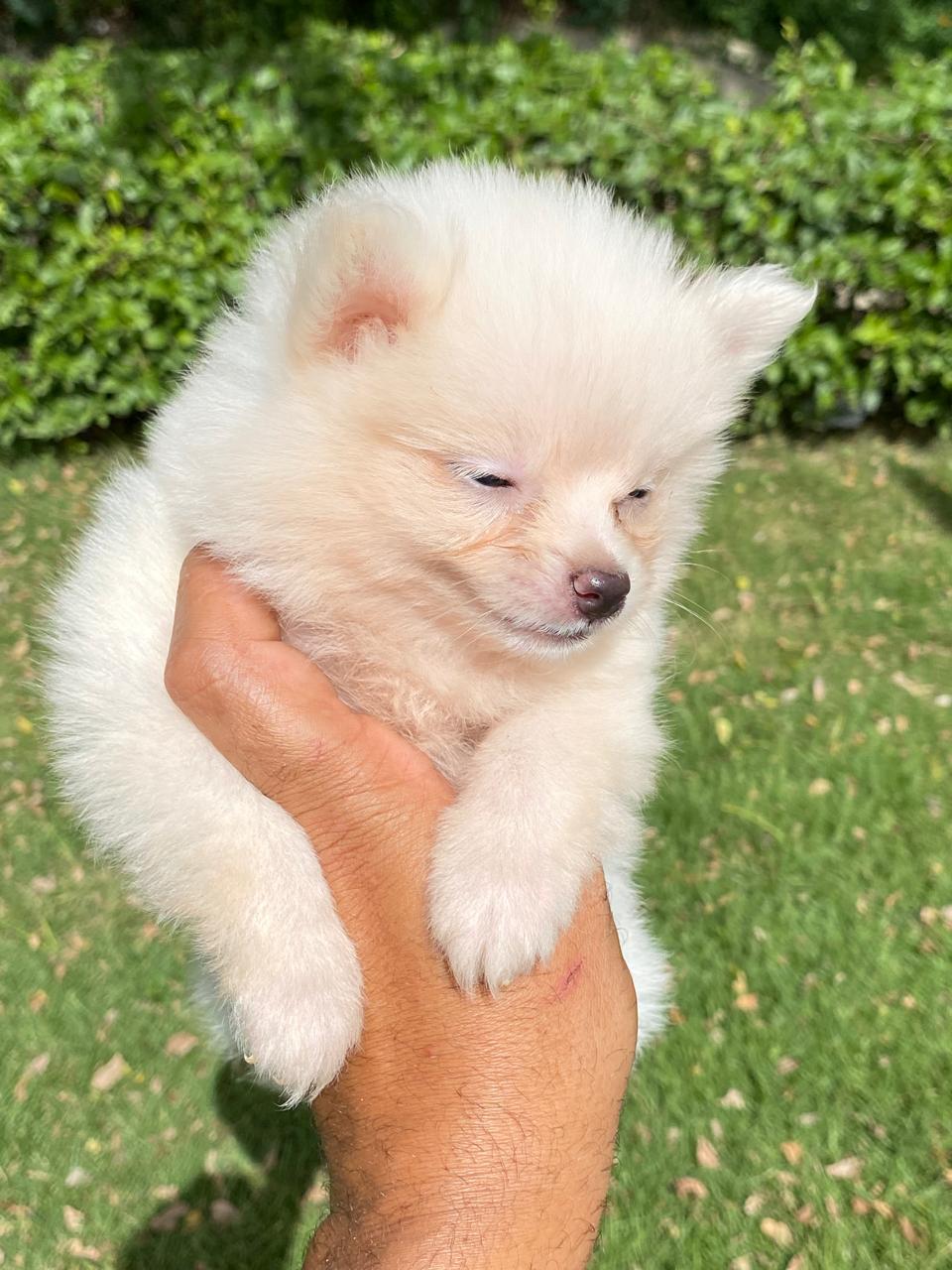 animales y mascotas - hermosos cachorritos Pomerania mini ambos sexo  1