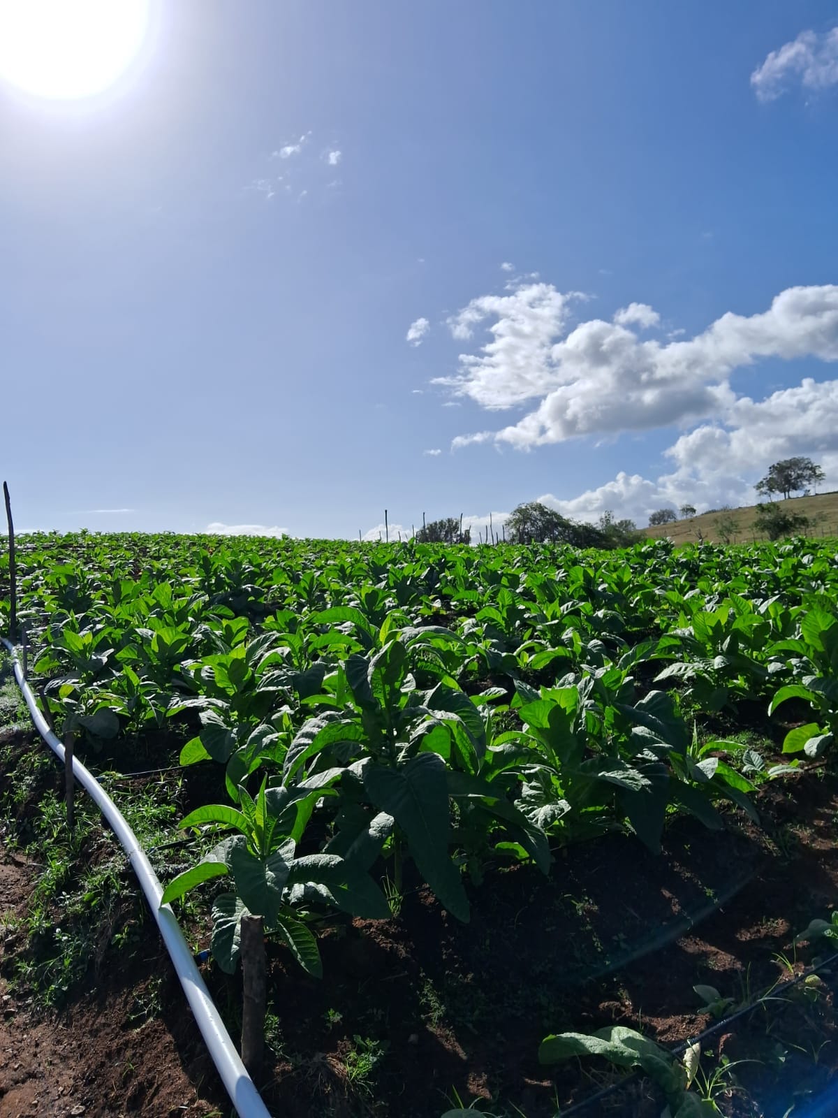 solares y terrenos - Finca Agroforestal 2,400 tareas, Loma de Cabrera 5