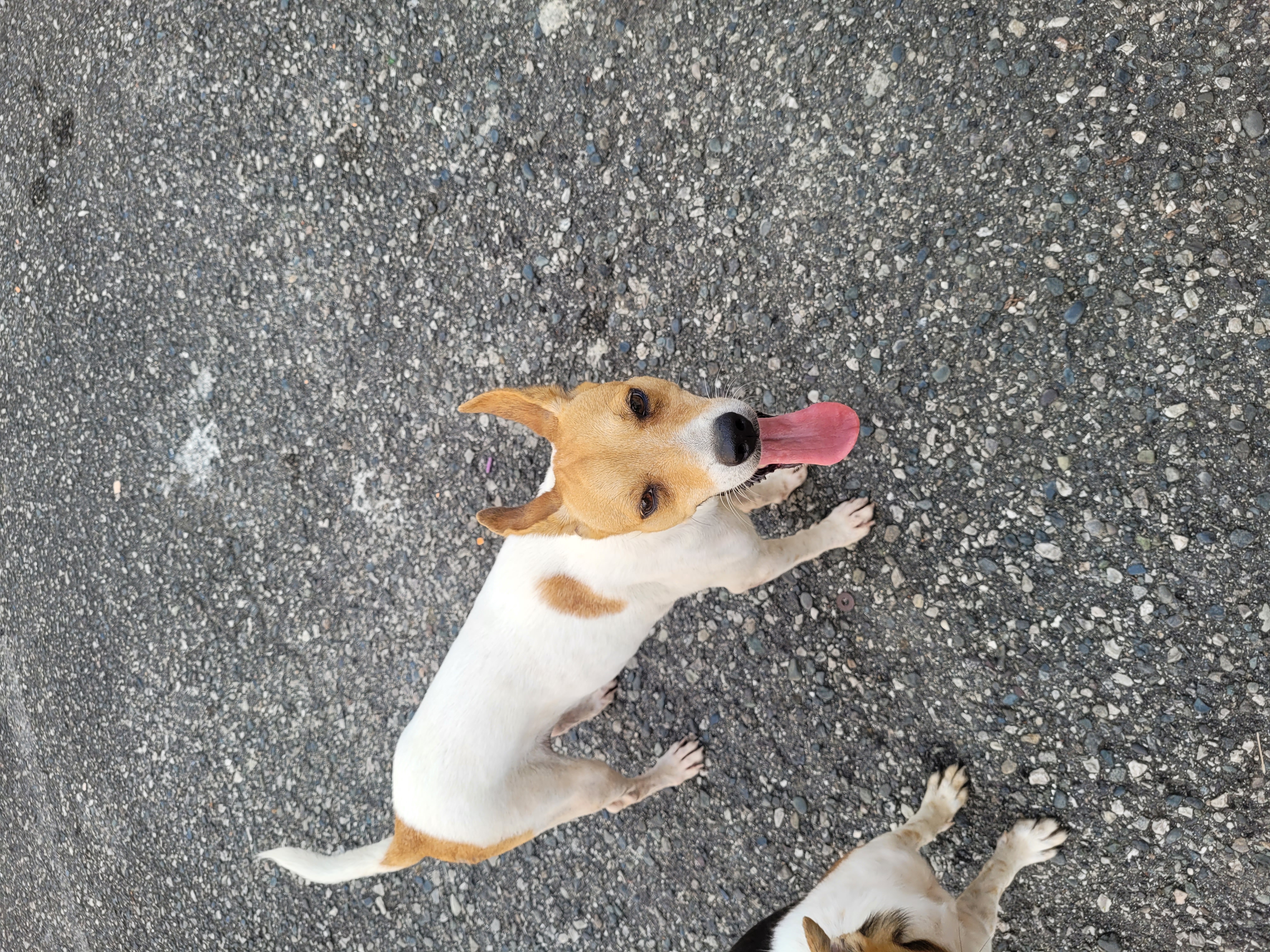 animales y mascotas - Se entrega vacunada y desparasitada.santo domingo este 1