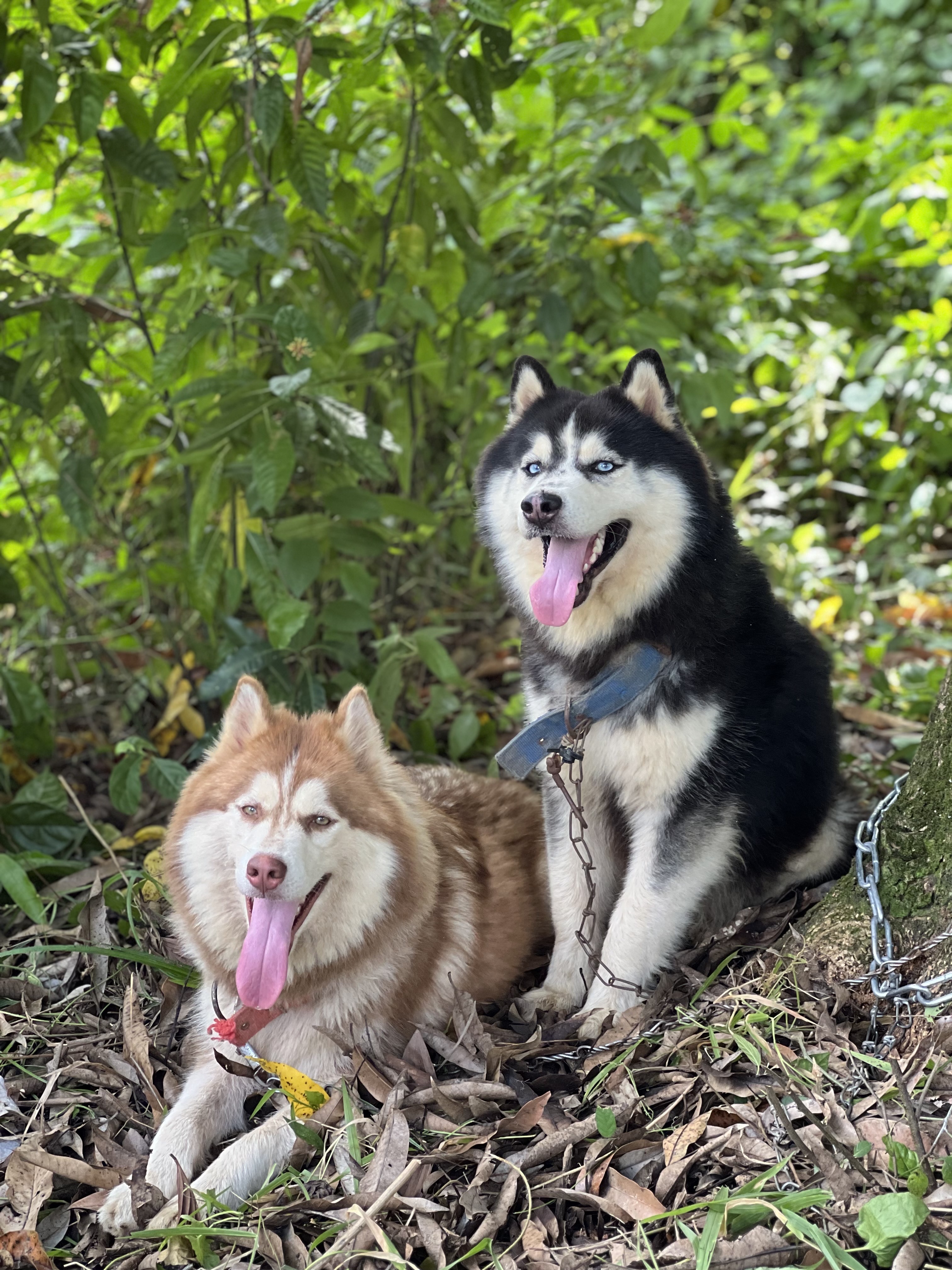 animales y mascotas - husky wooly hembras 