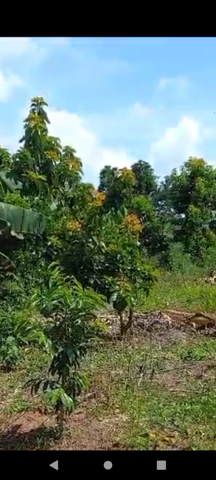 solares y terrenos - Finca Agroforestal 2,400 tareas, Loma de Cabrera 7