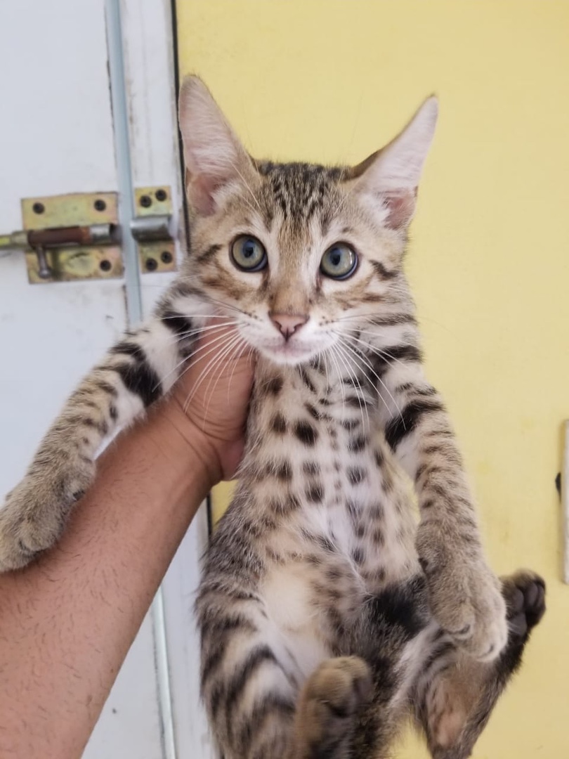 animales y mascotas - Gatos bengalí/ bengala/ bengali silver hembra y macho. Gatita, cat, michus