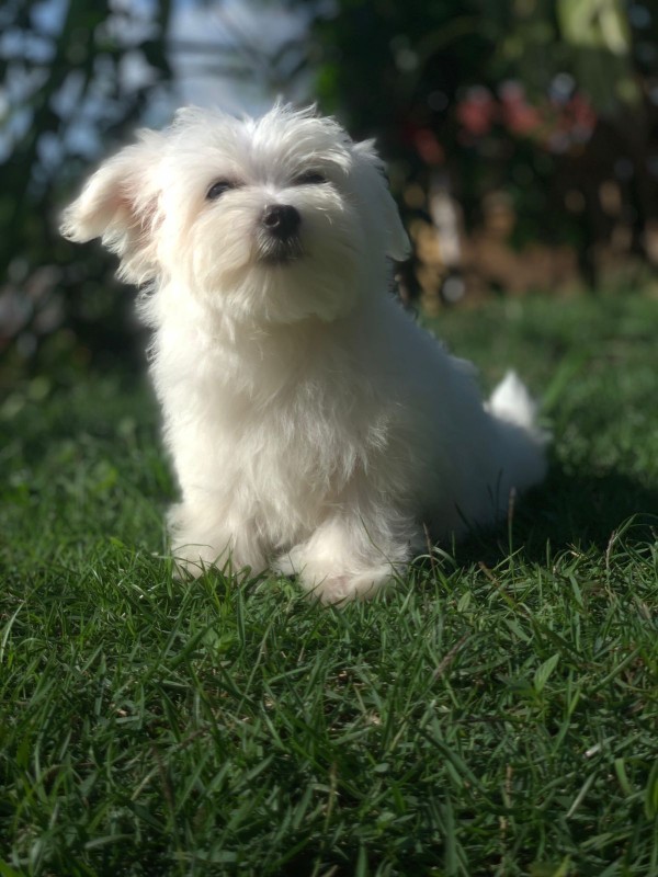 animales y mascotas - Bichon maltes, hembras y machos 3