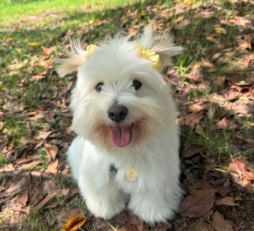 animales y mascotas - CACHORROS MALTIPOO DISPONIBLES  6