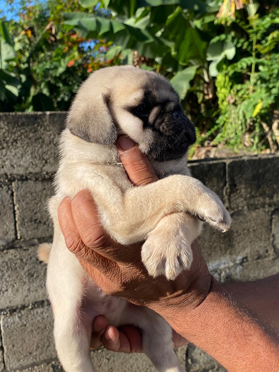 animales y mascotas - hermosos cachorritos Pug ambos sexo 1