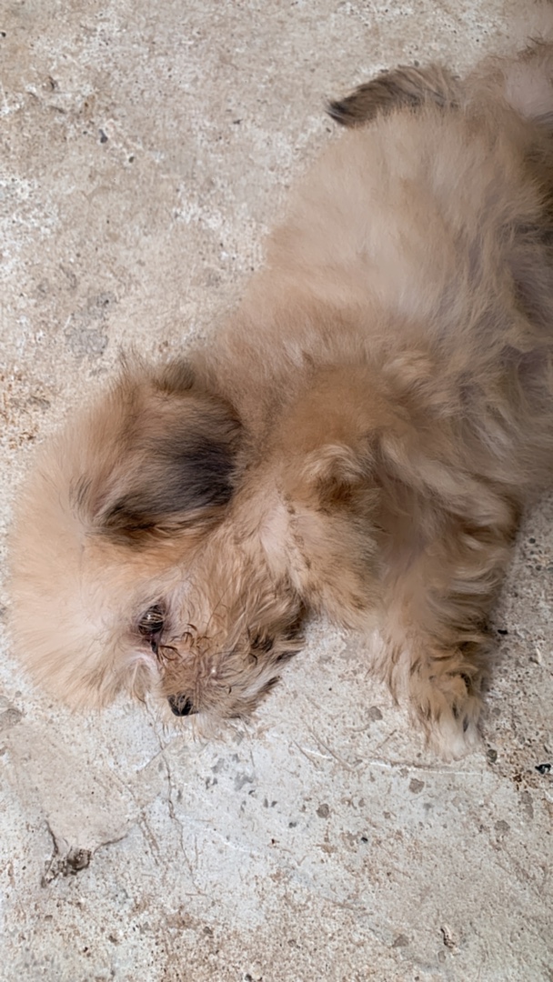 animales y mascotas - Shippo hembra mini de 3 meses con todas sus vacuna 5