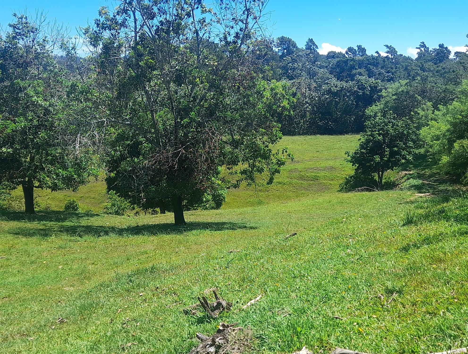 solares y terrenos - SOLAR EN BUENA VISTA, JARABACOA  5