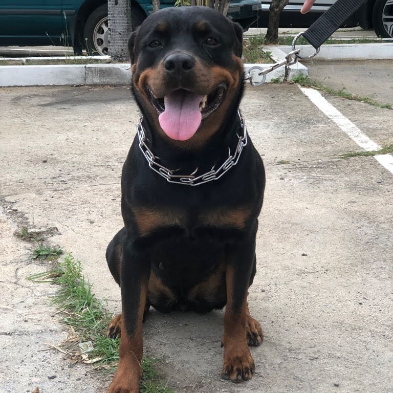 animales y mascotas - Rottweiler (vendo esta hermosa ejemplar) 2