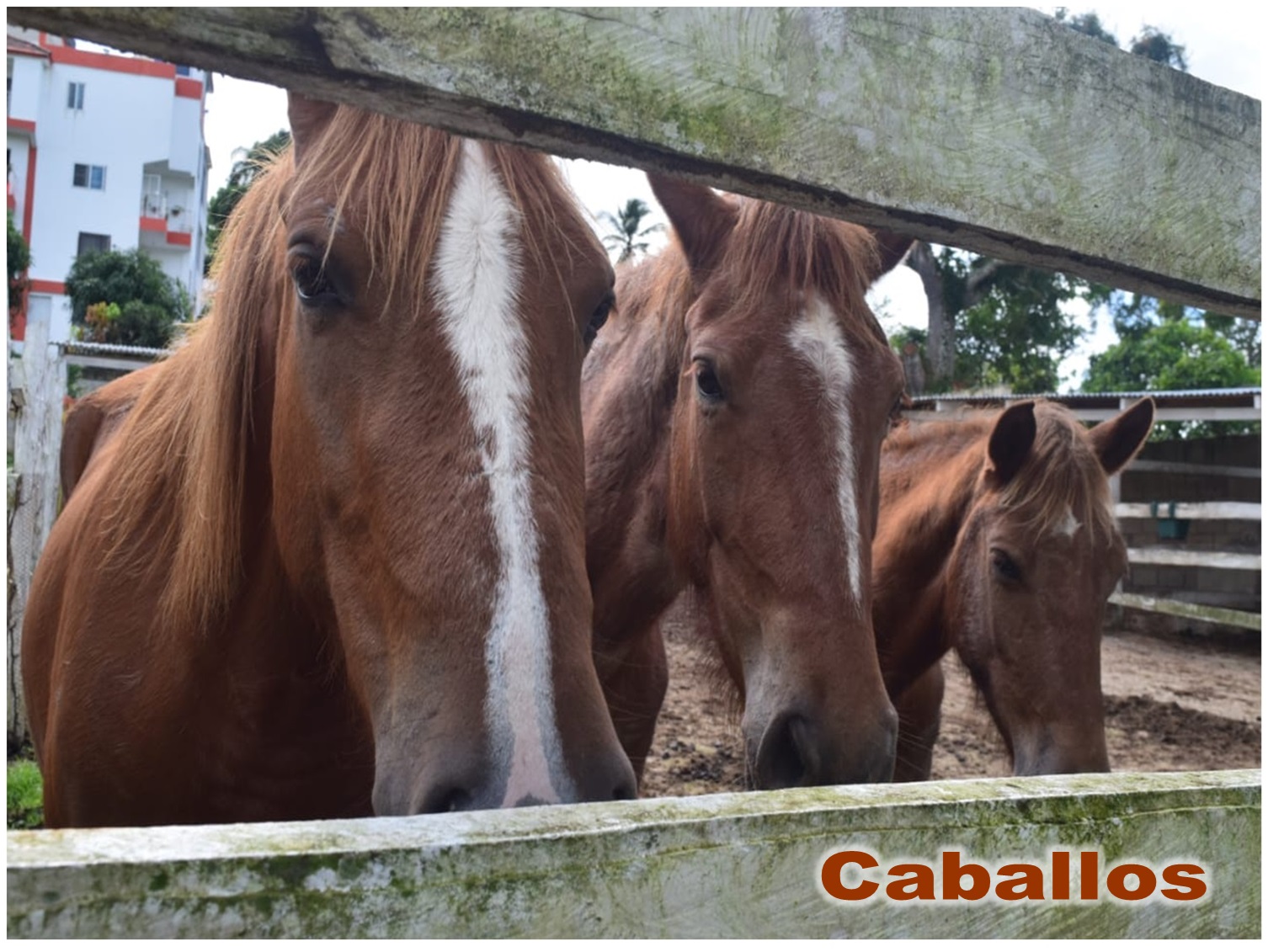 casas vacacionales y villas - VILLA DE LUJO,  AMUEBLADA, 2 NIVELES, EN LA MONTAÑA DE  ANAMUYA, HIGUEY, 800 Mts 9