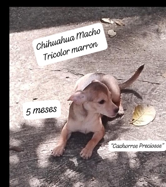 animales y mascotas - Chihuahua Cabeza de Venado 6