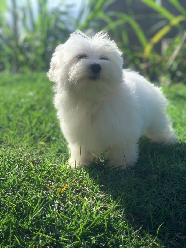 animales y mascotas - Bichon maltes, hembras y machos 1