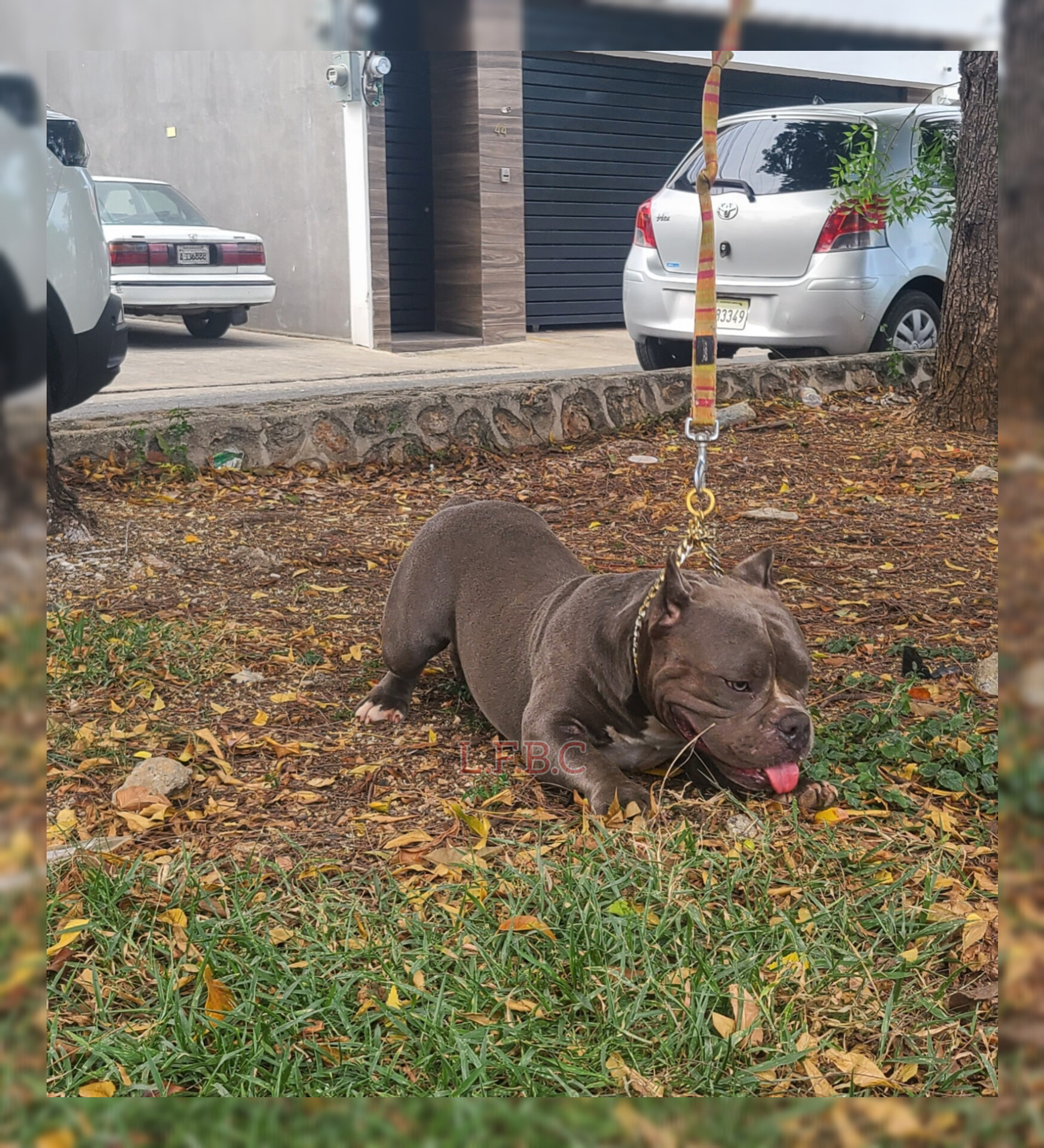 animales y mascotas - American bully hembra  1