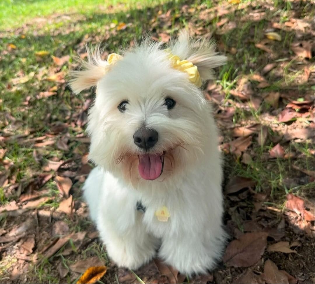 animales y mascotas - CACHORROS MALTIPOO DISPONIBLES  4