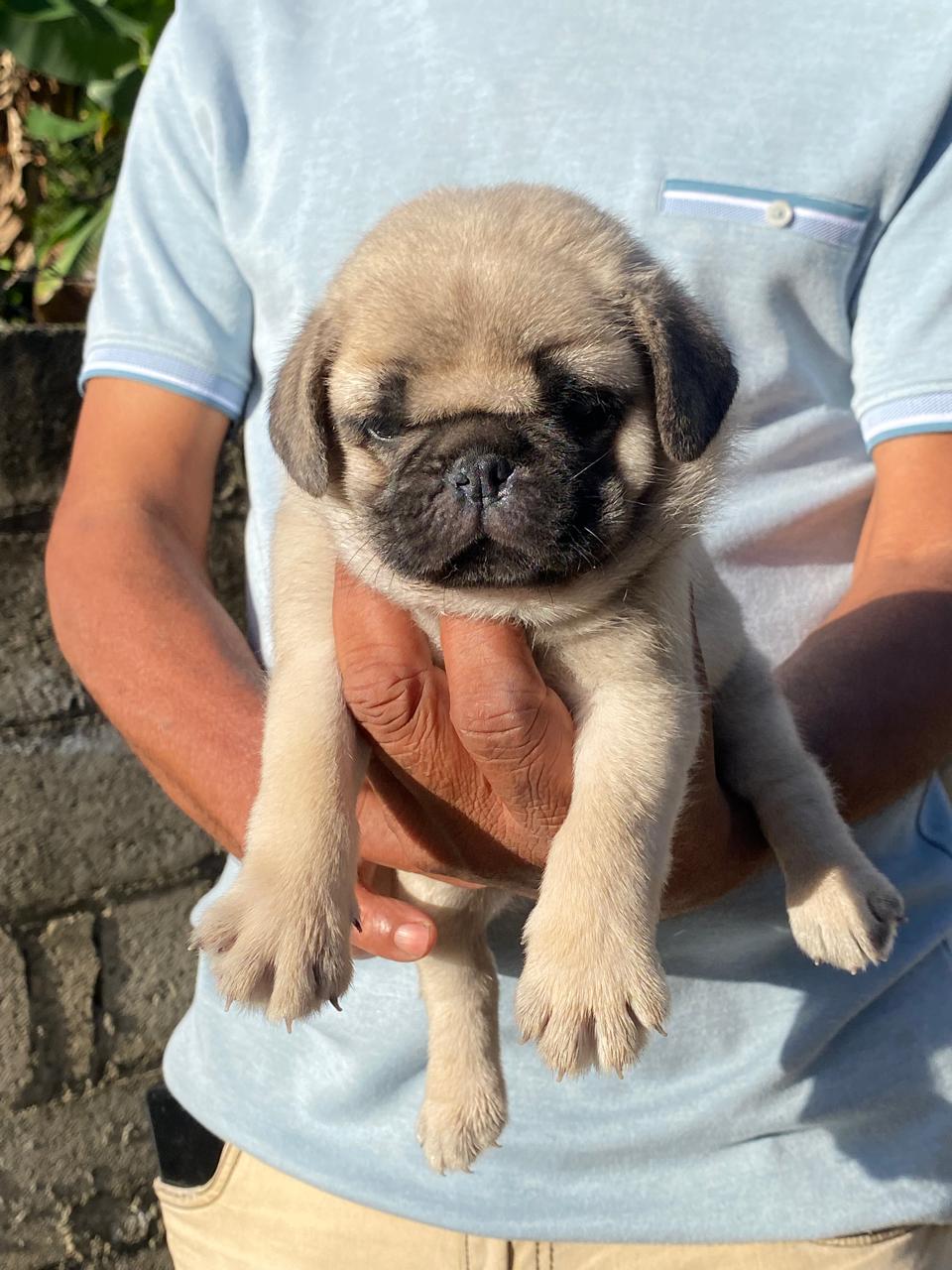 animales y mascotas - hermosos cachorritos Pug ambos sexo 0