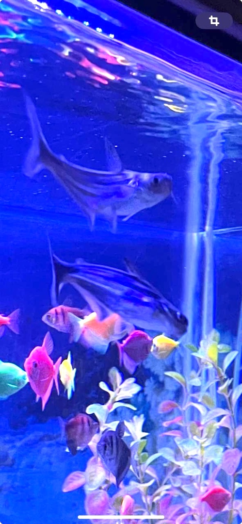 animales y mascotas - Tiburones para pecera