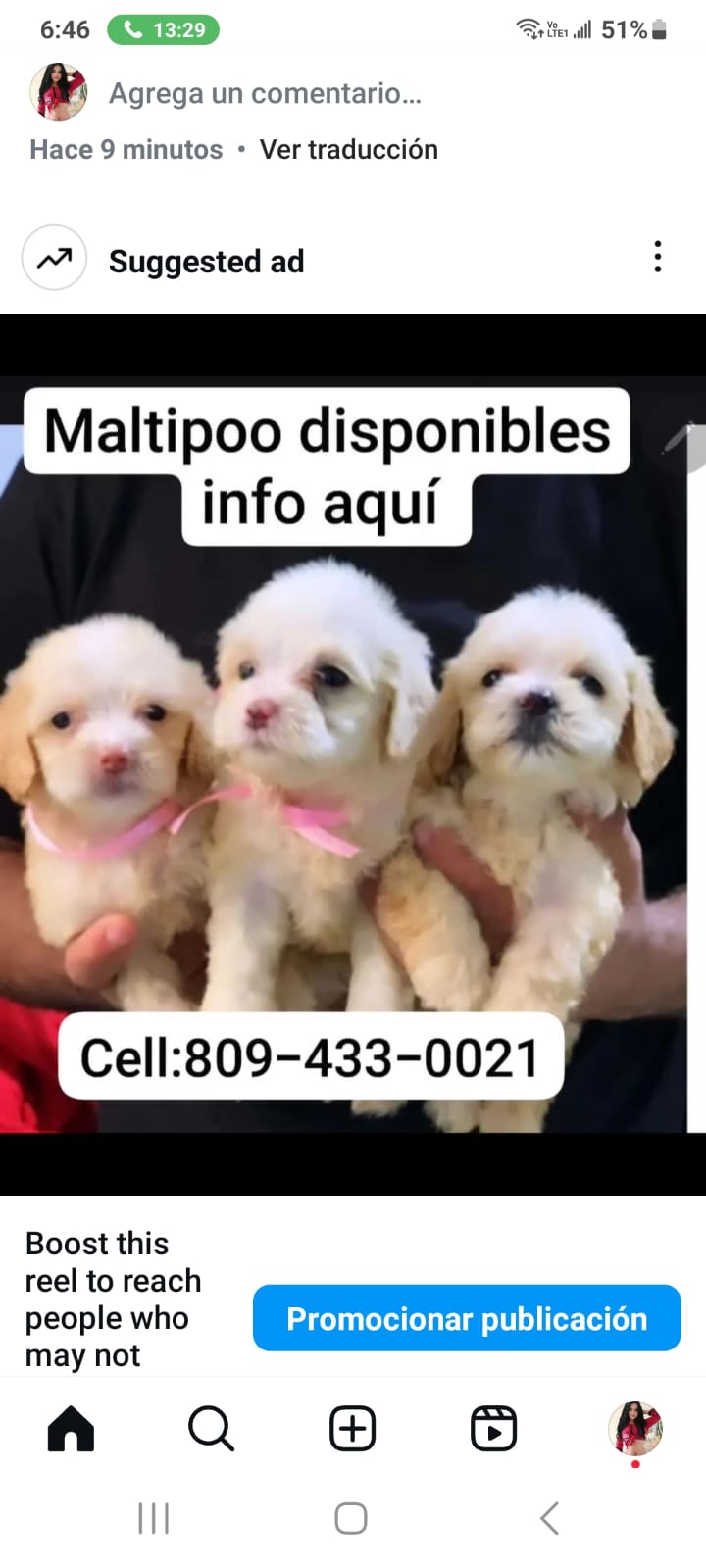 animales y mascotas - CACHORROS MALTIPOO DISPONIBLES  5