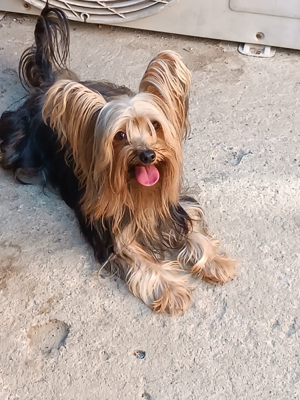 animales y mascotas - Yorkie para monta 