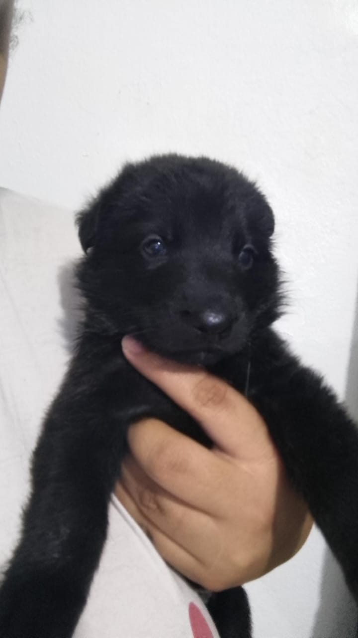 animales y mascotas - cachorros Pastor Alemán  3