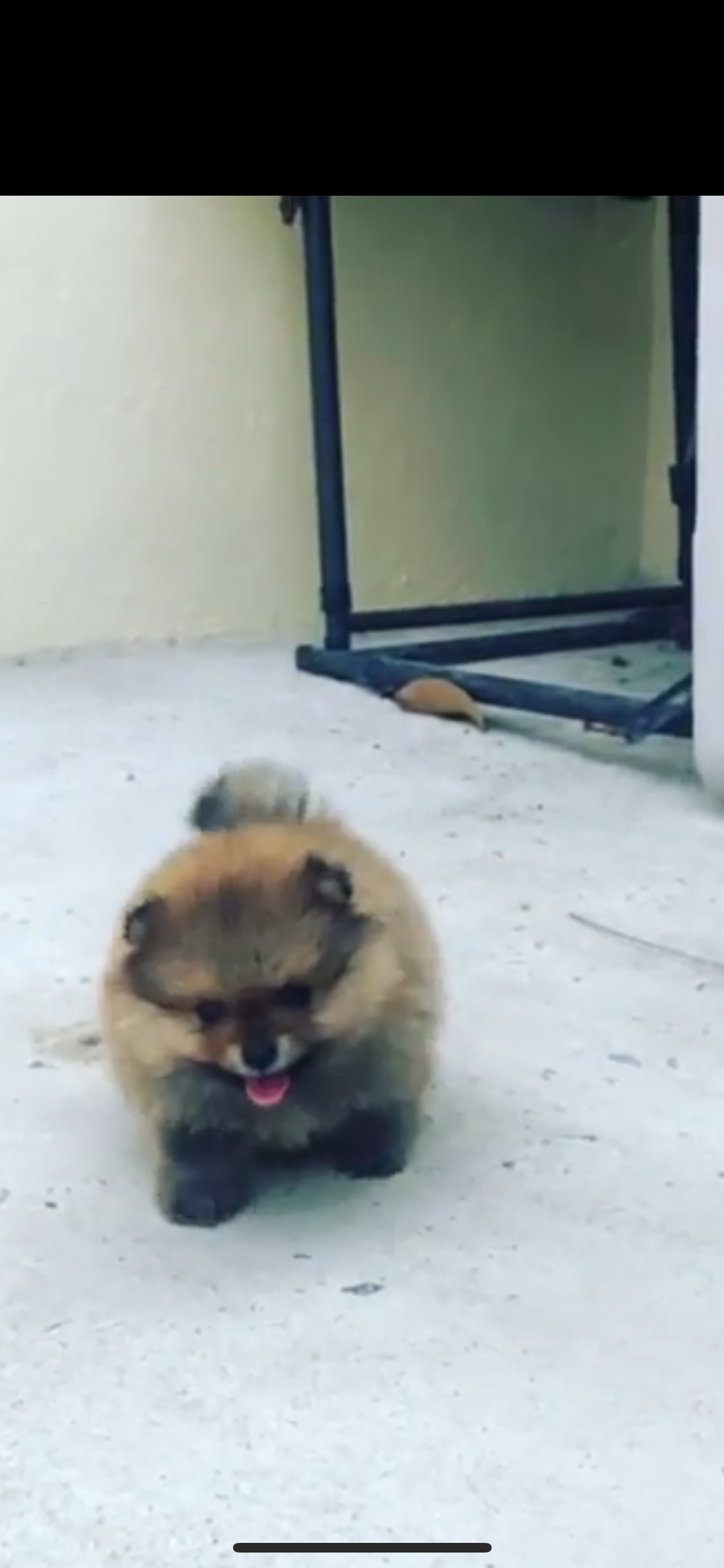 animales y mascotas - Bella cachorra ponerania cara de oso 🐻 