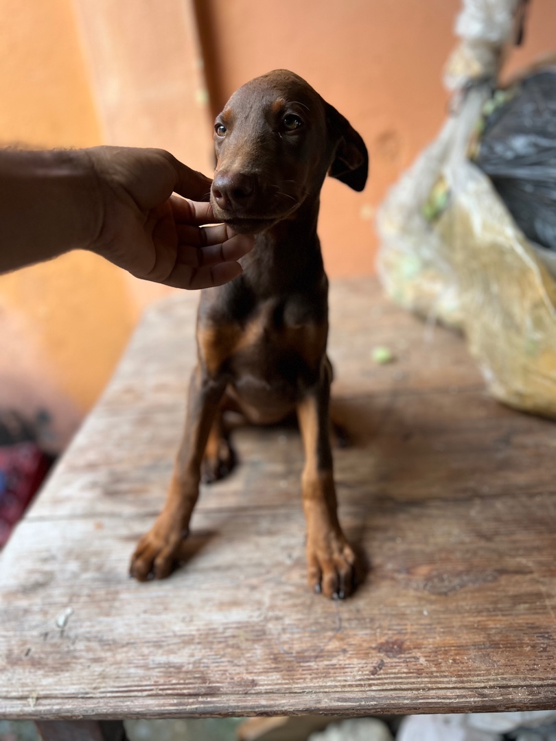 animales y mascotas - Doberman cachorros 4