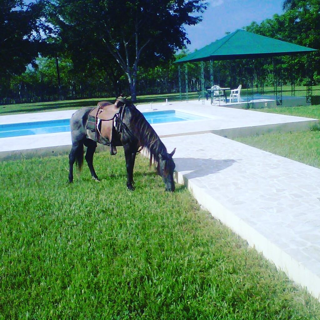 casas vacacionales y villas - Vendo finca en los llanos 1300 tareas 