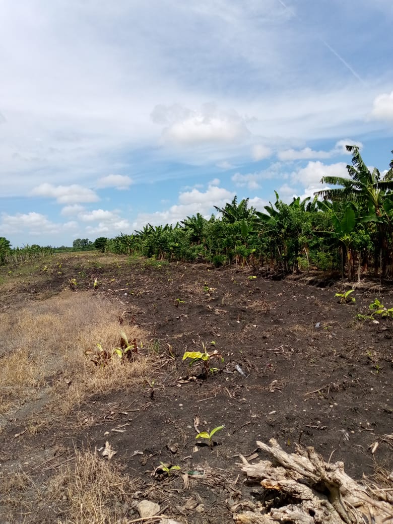 solares y terrenos - Finca de Platano 52 tareas en Zafarraya, Moca 0