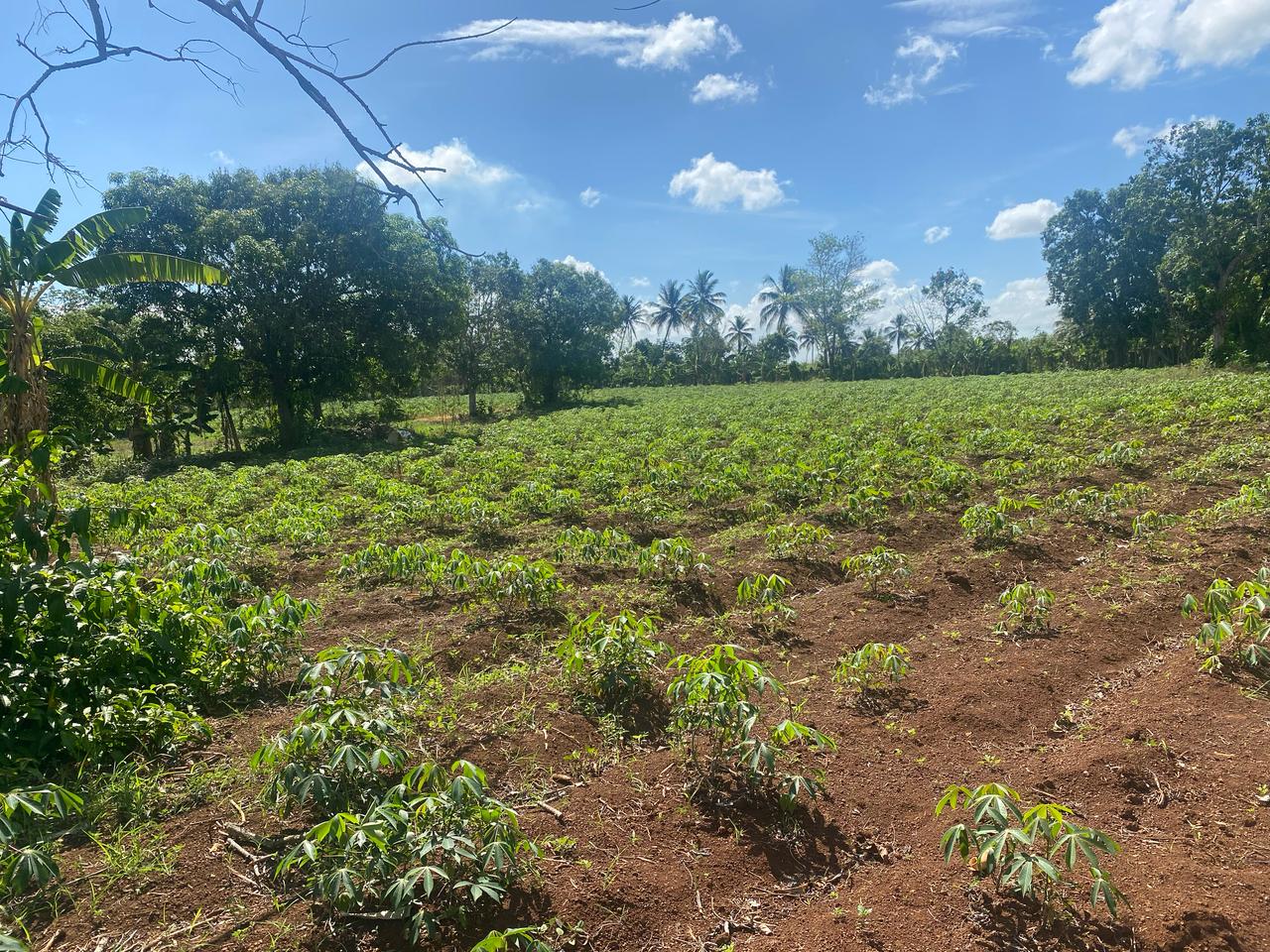 solares y terrenos - Excelente oportunidad Finca en Venta 70 Tareas 