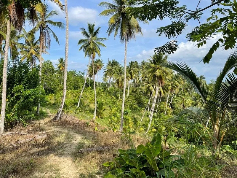 solares y terrenos - Finca De Coco Y Cacao En Nagua 6