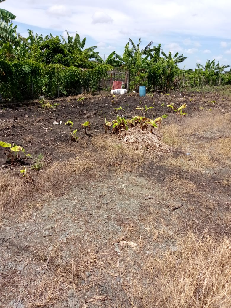 solares y terrenos - Finca de Platano 52 tareas en Zafarraya, Moca 1