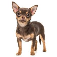 animales y mascotas - Adopto Perro Chihuahua 