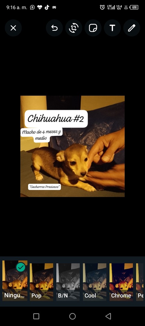 animales y mascotas - Chihuahua Cabeza de Venado 1