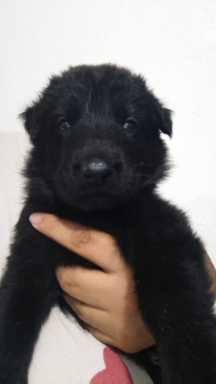 animales y mascotas - cachorros Pastor Alemán  2