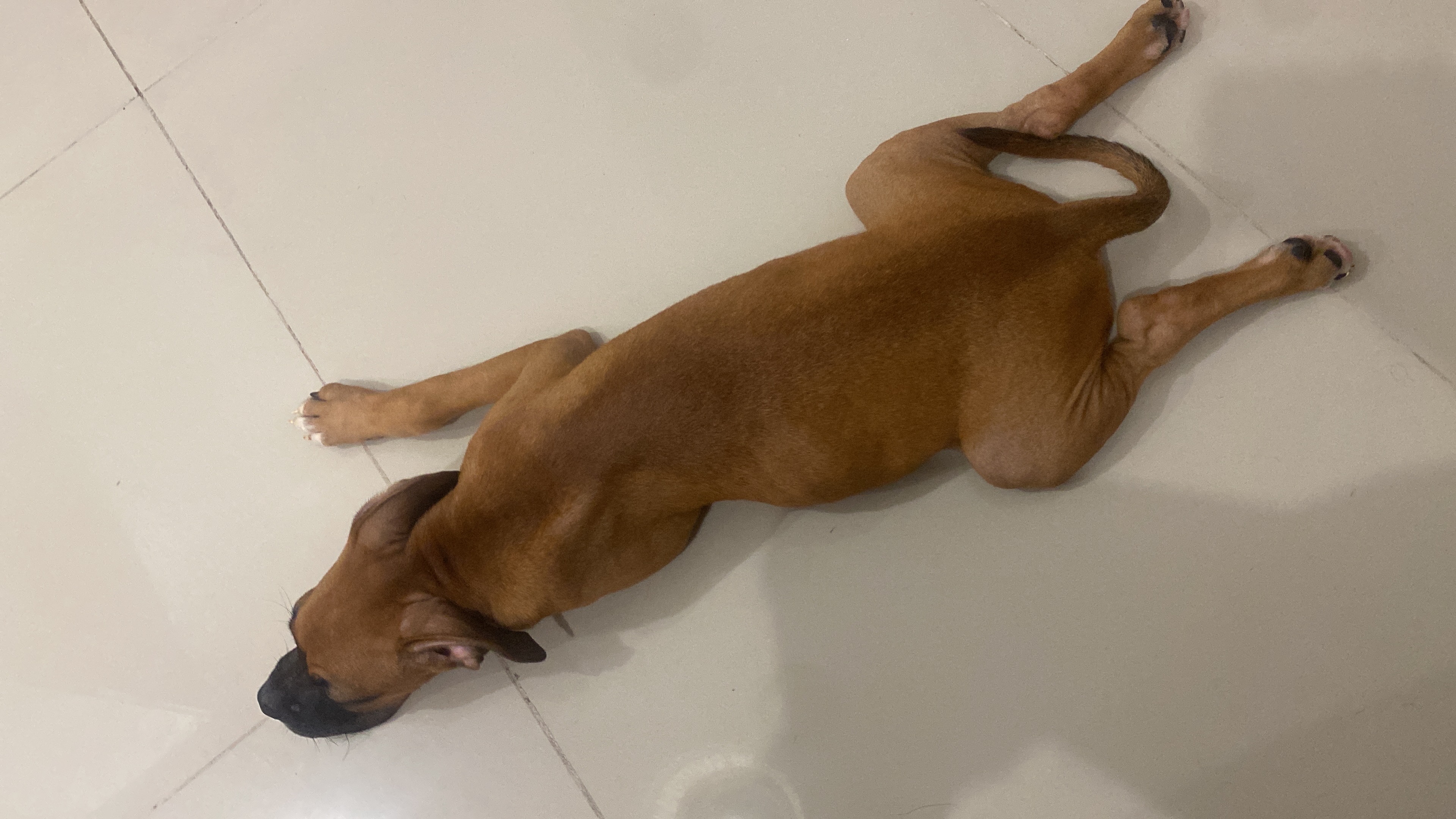 animales y mascotas - se vende perrito boxer de 3 meses  4