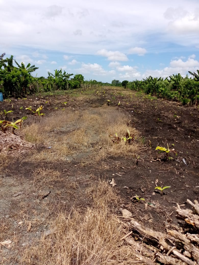 solares y terrenos - Finca de Platano 52 tareas en Zafarraya, Moca 2