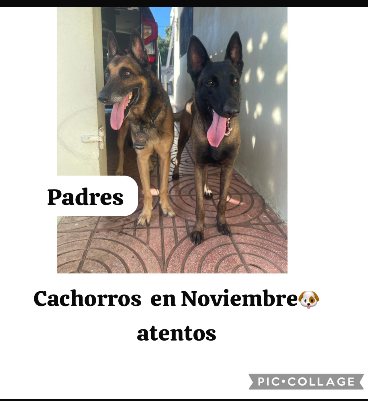 animales y mascotas - Pastor belga malinois 