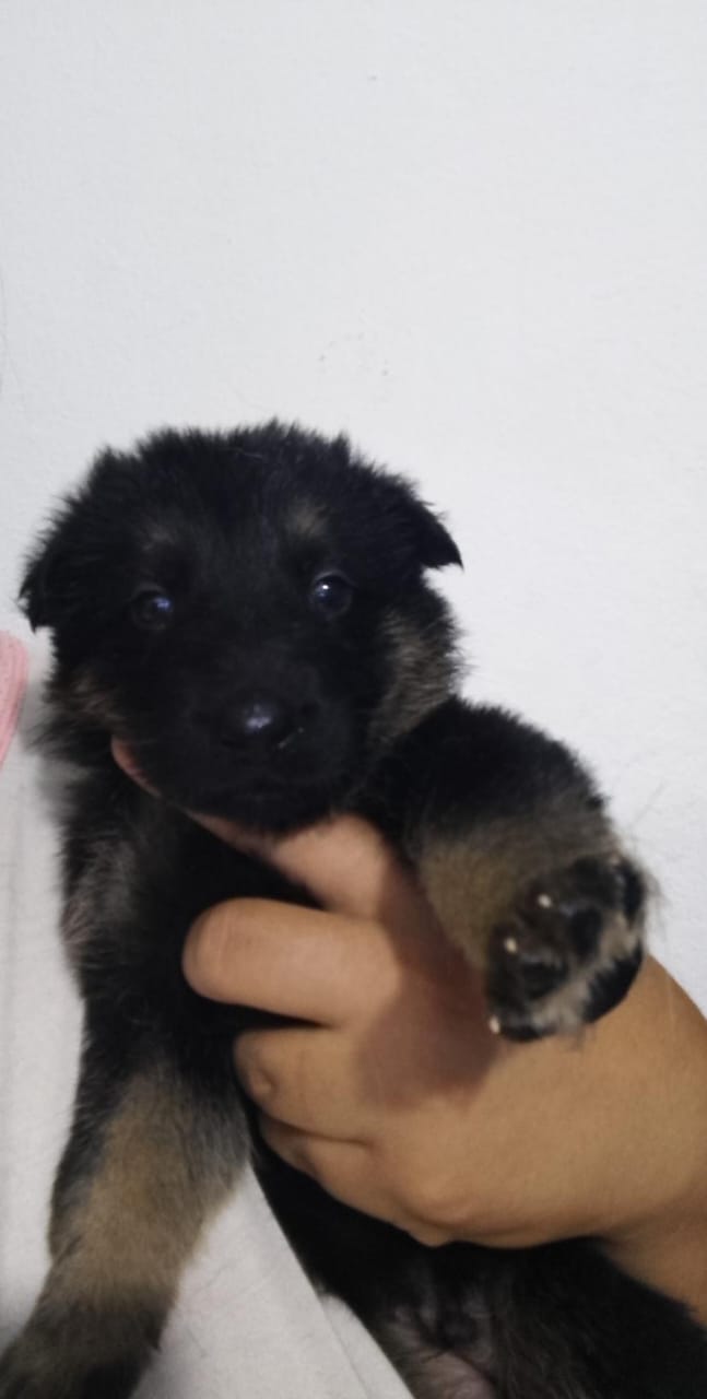 animales y mascotas - cachorros Pastor Alemán  4