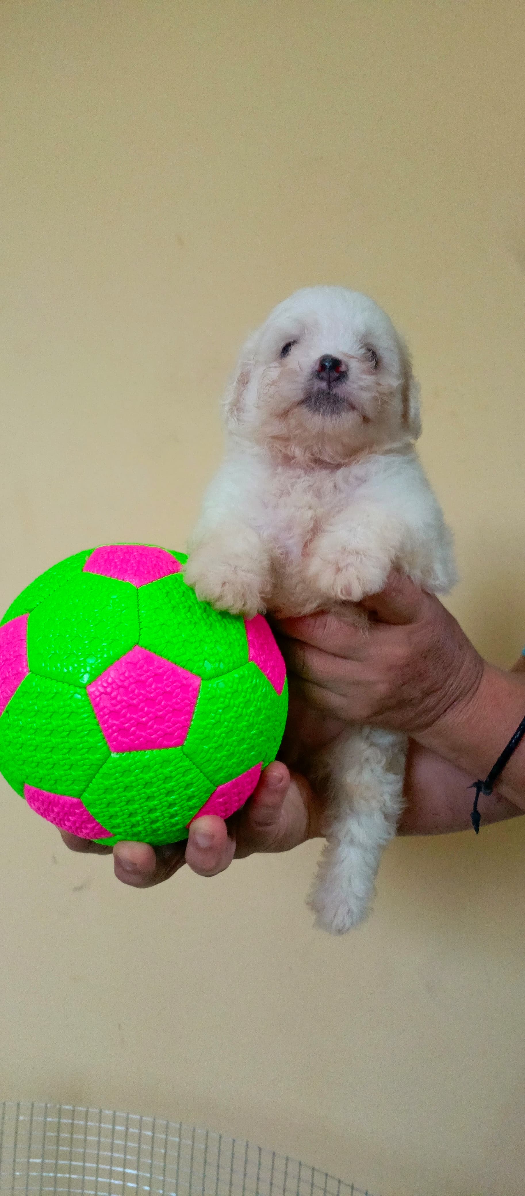 animales y mascotas - Hermoso peluche Caniche Macho