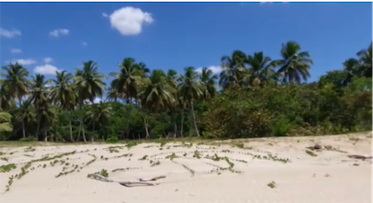 solares y terrenos - Vendo terreno en punta cana Bavaro 18,000,000 de Mts. Con más 2 Km. De playa 7