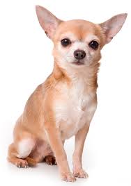 animales y mascotas - Adopto Perro Chihuahua  3