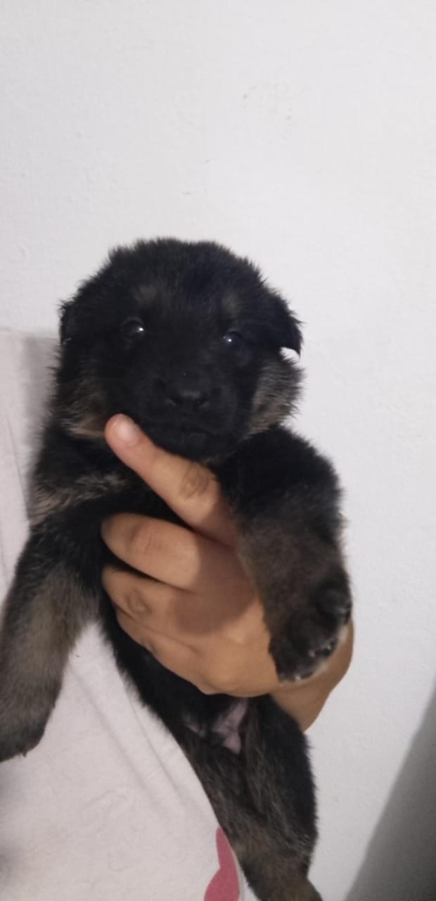 animales y mascotas - cachorros Pastor Alemán  5