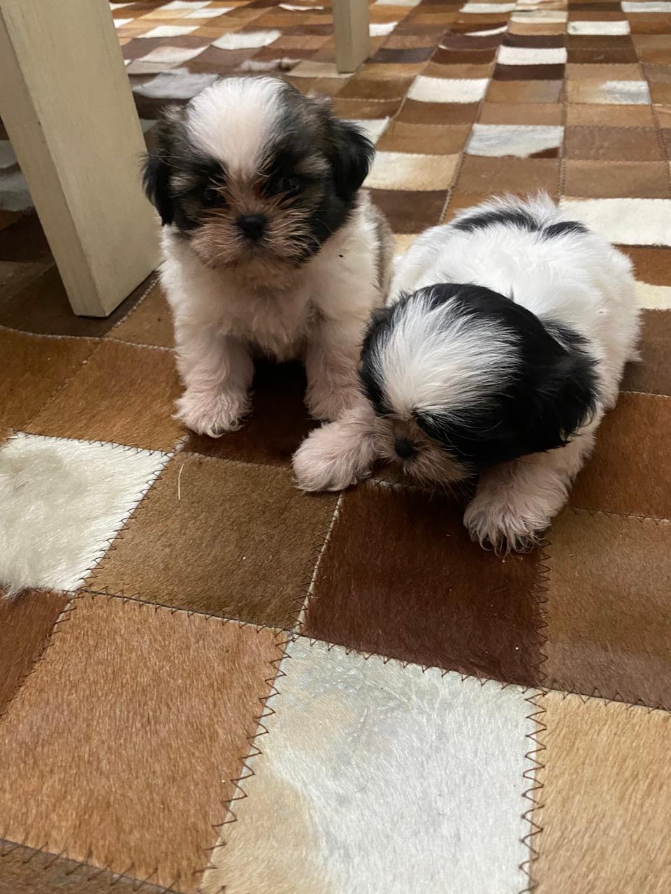 animales y mascotas - Cachorro Shihtzu Hembra hermosura canina