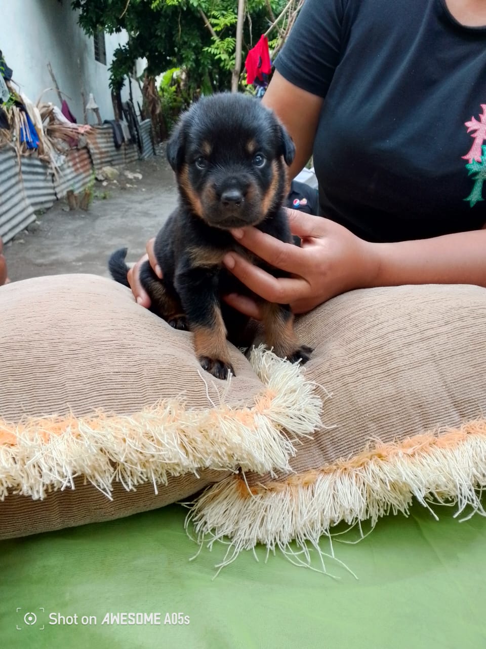 animales y mascotas - Venta de cachorros rottweiler ( puros)