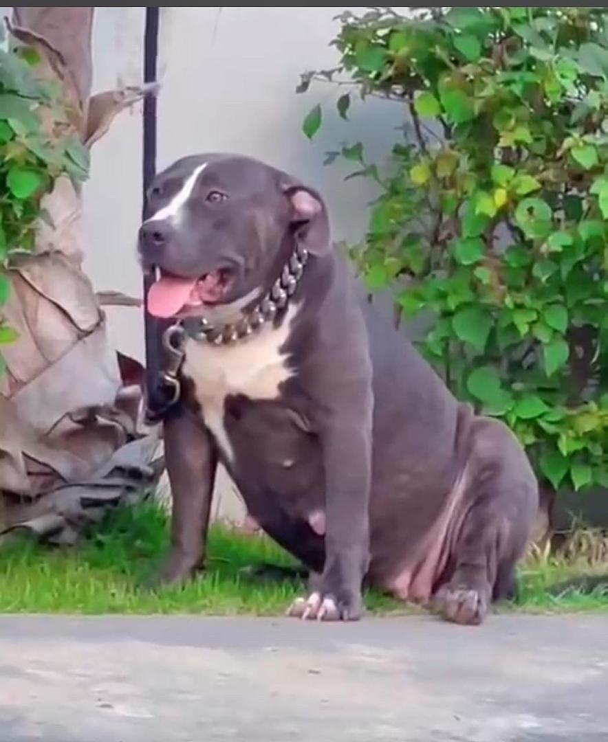 animales y mascotas - American bully XL