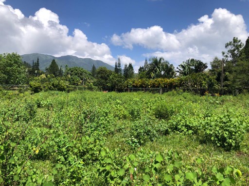 solares y terrenos - Terreno en venta en los Mogotes, villa altagracia. 1