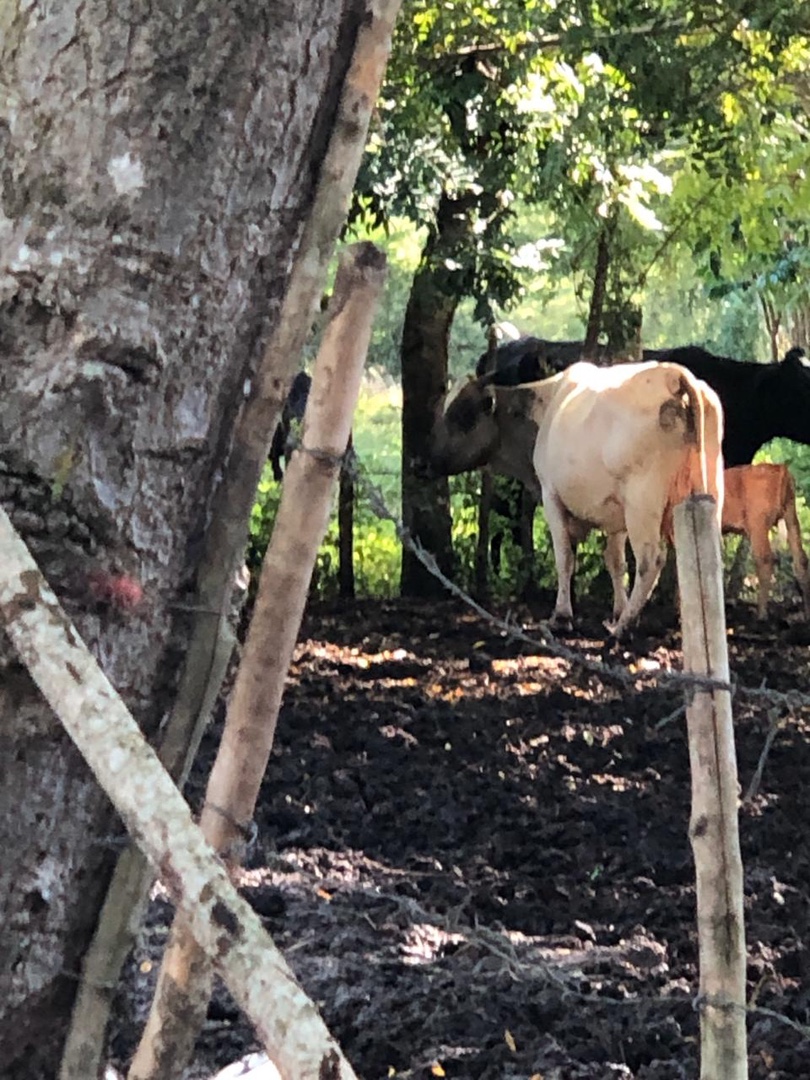 casas vacacionales y villas - Vendo finca en los llanos 1300 tareas  9