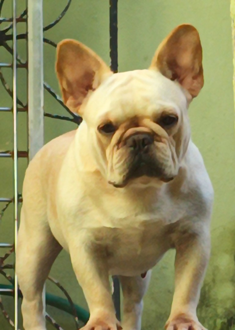 animales y mascotas - Bulldog francés  3