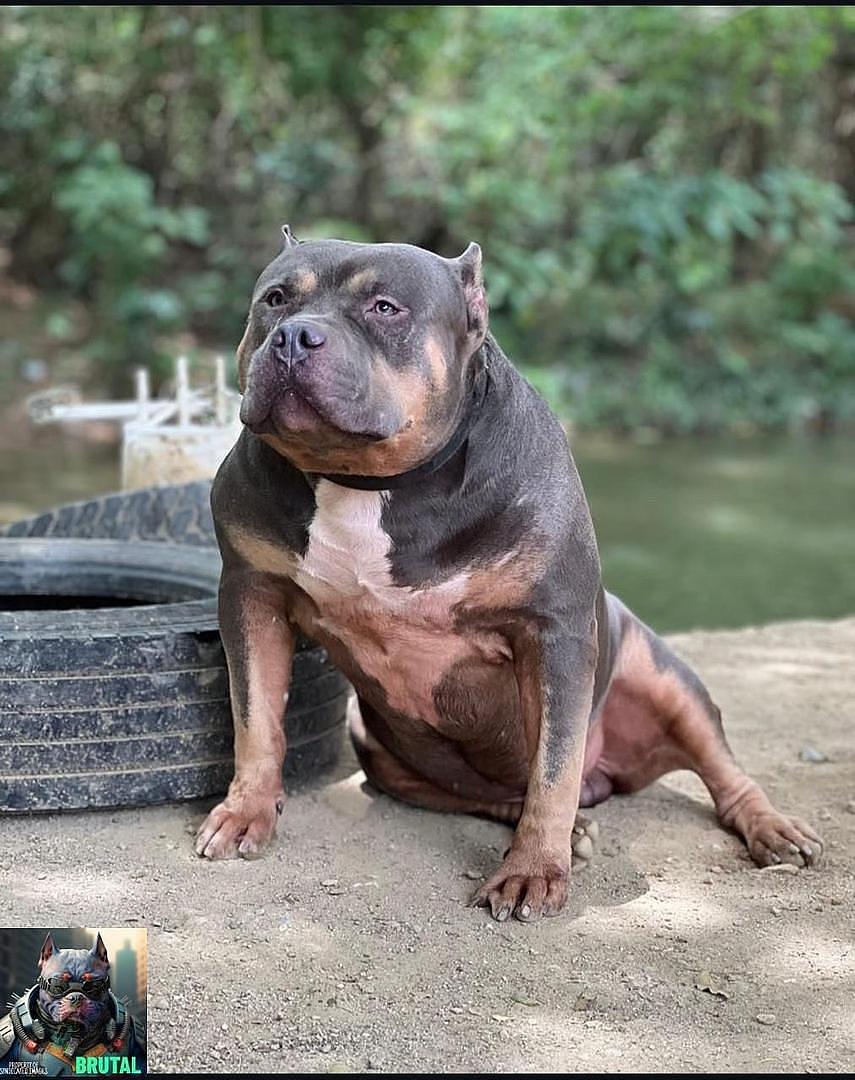 animales y mascotas - American bully XL 1