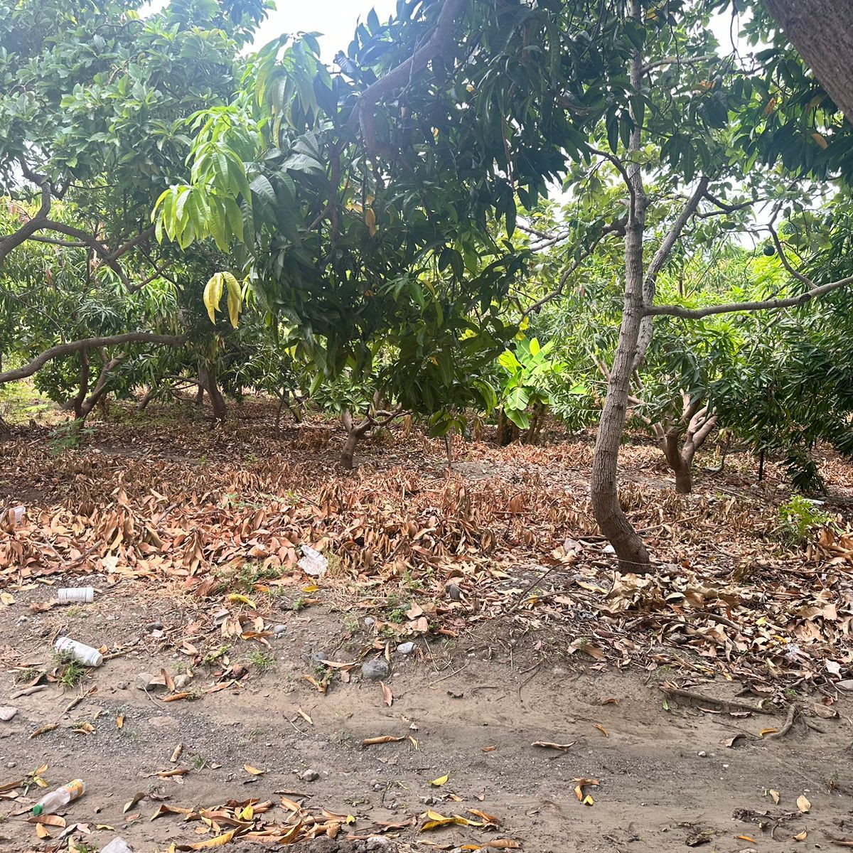 solares y terrenos - vendo una finca de 137 tareas en la provincia bani